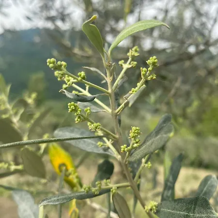 Rox E Claudia Bed & Breakfast Lugnola