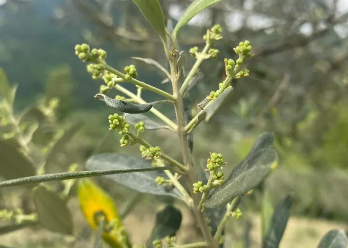 Rox E Claudia Bed & Breakfast Lugnola